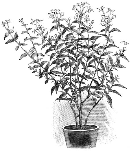 Fig. 67. Bouvardia corymbiflora.
