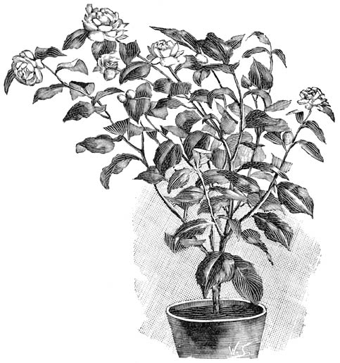 Fig. 68. Gevuldbloemige Camellia.