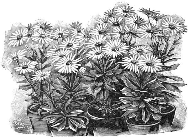 Fig. 69. Leucanthemum frutescens.