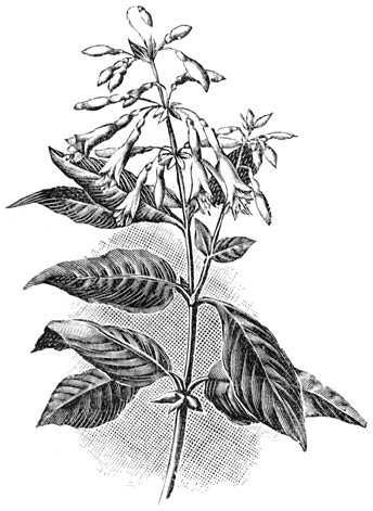 Fig. 70. Fuchsia tryphylla.