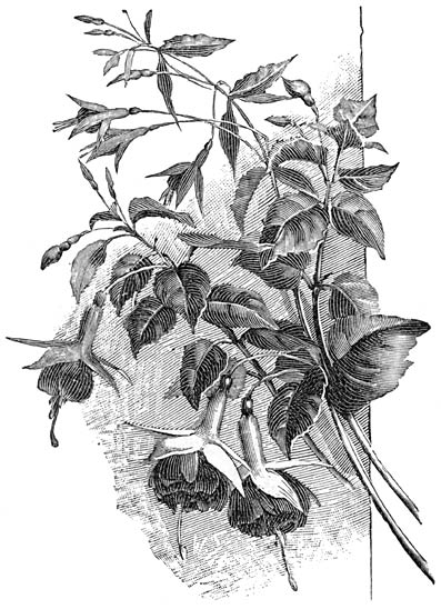 Fig. 71. Verschillende Fuchsiasoorten.