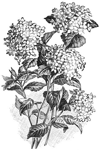 Fig. 73. Gewone Hydrangea (Hortensia).