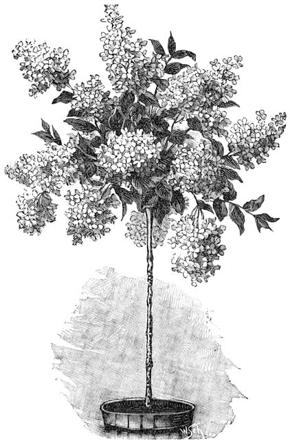 Fig. 74. Hydrangea paniculata (Trosvormige Hortensia).