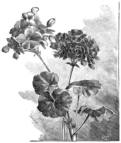Fig. 75. Enkel- en gevuldbloemige Pelargonium zonale.
