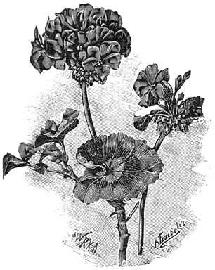Fig. 76. Pelargonium “Meteor”.