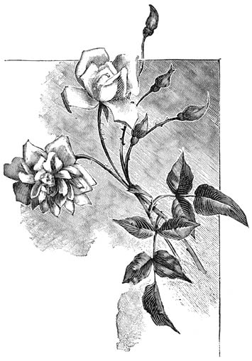 Fig. 83. Rosa polyantha “Perle d’or”.