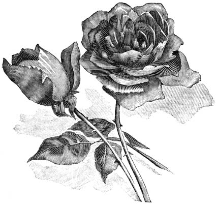 Fig. 87. Theehybride-Roos “Camoëns”.