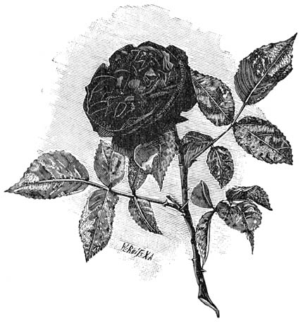 Fig. 90. Remontant-Roos “Foliis tricoloribus”.