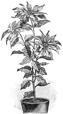 Fig. 94. Poinsettia pulcherrima.