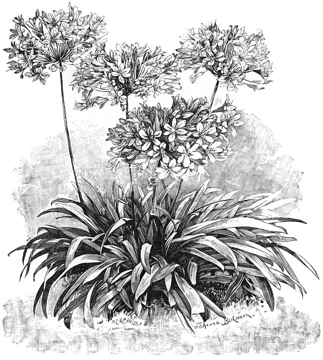 Fig. 95. Agapanthus umbellatus.