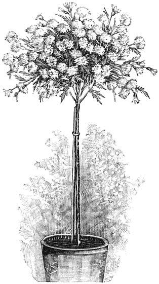Fig. 96. Chrysanthemum, als kroonboompje gekweekt.