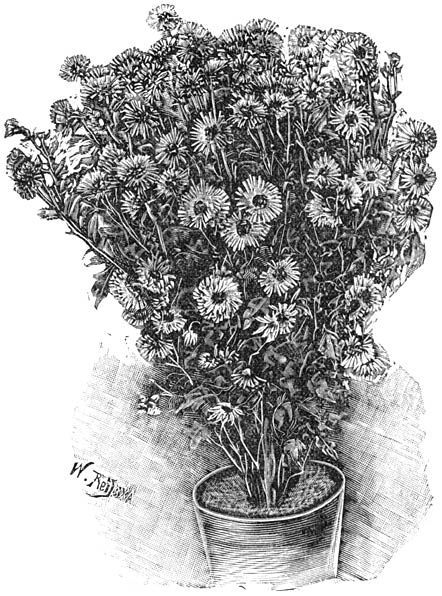 Fig. 97. Struikvormige Chrysanthemum.