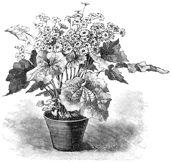 Fig. 98. Cineraria hybrida.