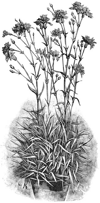 Fig. 99. Dianthus Caryophyllus semperflorens.
