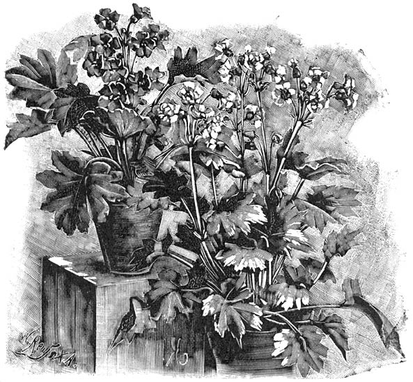 Fig. 101. Enkele en gevulde Primula chinensis