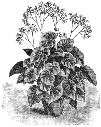 Fig. 105. Begonia Credneri.
