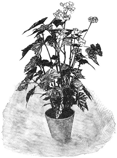 Fig. 106. Begonia metallica.