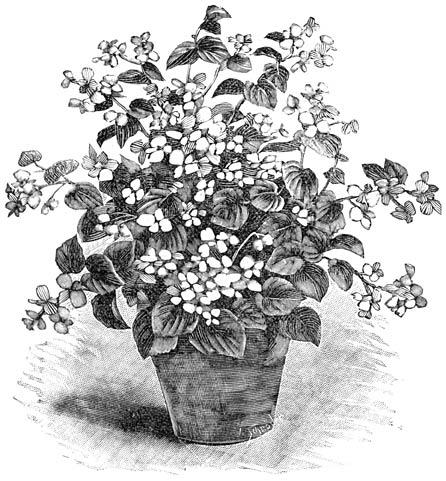 Fig. 107. Begonia semperflorens.