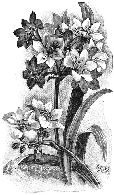 Fig. 108. Clivia (Imantophyllum) miniata.