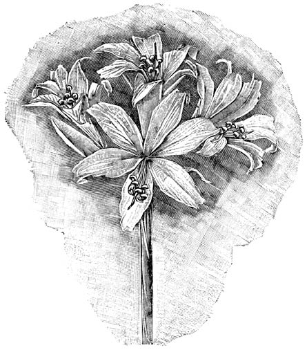 Fig. 110. Amaryllis Belladonna.