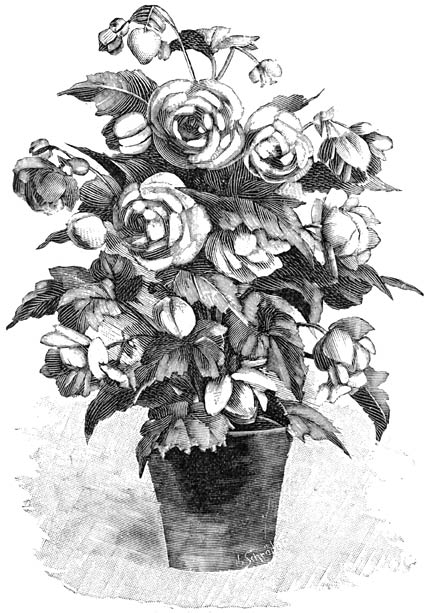 Fig. 113. Gevuldbloemige Knolbegonia.