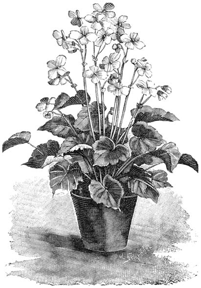 Fig. 114. Begonia met welriekende bloemen.