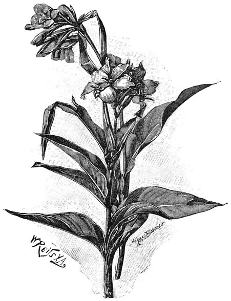 Fig. 115. Canna gladioliflora.