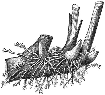 Fig. 117. Schoongemaakte Canna-knol.