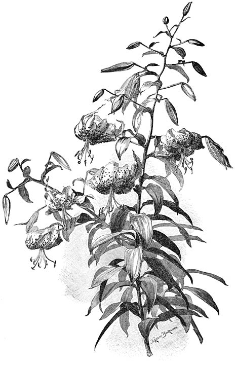 Fig. 123. Lilium speciosum rubrum.
