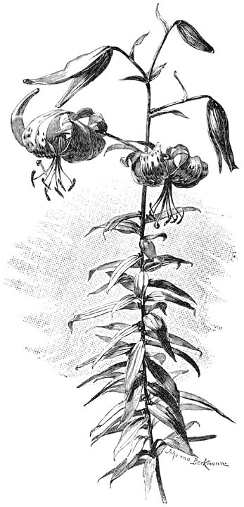 Fig. 125. Lilium tigrinum.