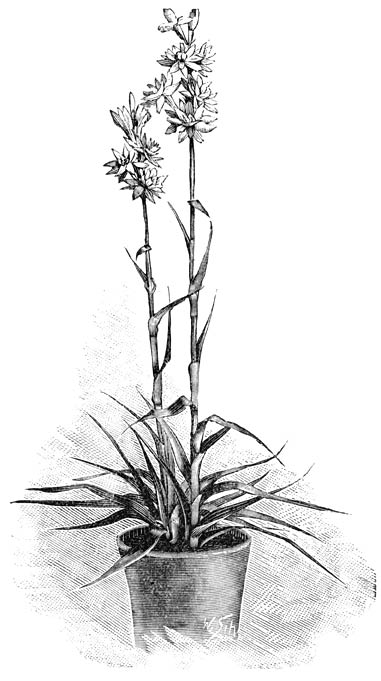 Fig. 126. Polyanthes tuberosa fl. pl.