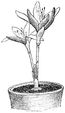 Fig. 127. Sternbergia dalmatica.