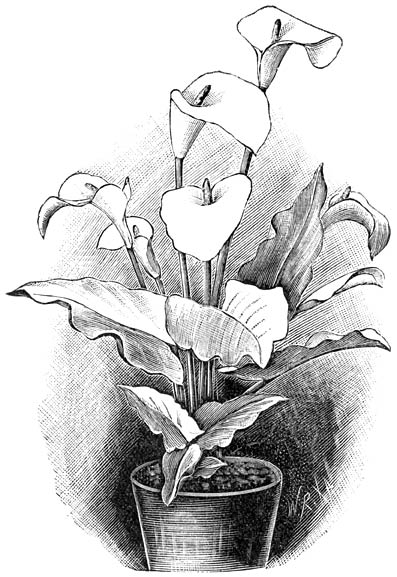 Fig. 130. Calla æthiopica.