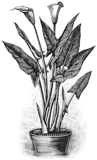 Fig. 131. Calla æthiopica albo-maculata.