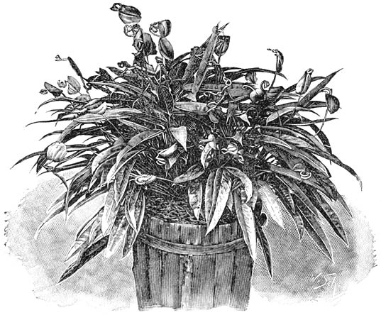 Fig. 132. Anthurium Scherzerianum.