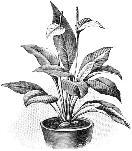 Fig. 133. Spathiphyllum canæfolium.