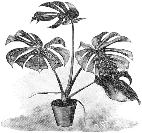 Fig. 135. Monstera (Philodendron) deliciosa.
