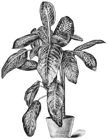 Fig. 137. Dieffenbachia magnifica.
