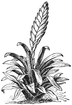 Fig. 139. Vriesea fulgida.