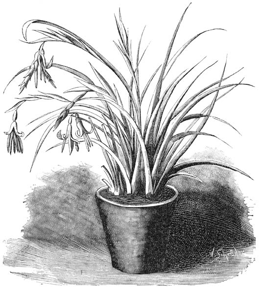 Fig. 143. Billbergia nutans.