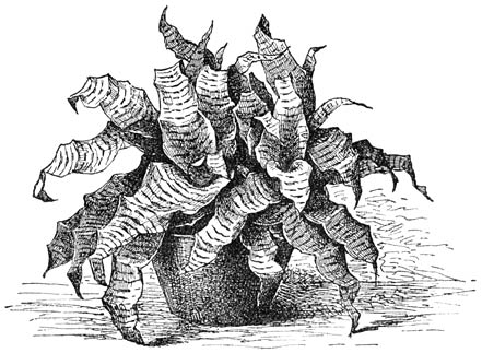 Fig. 144. Cryptanthus zonatus.