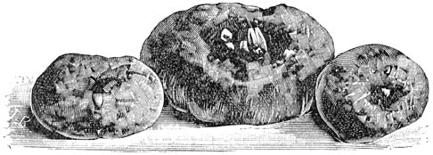 Fig. 145. Gloxinia-knollen.