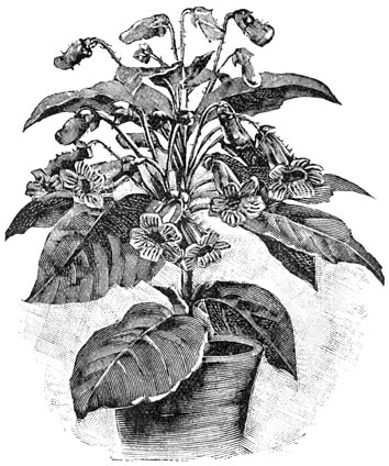 Fig. 149. Isoloma hybrida.
