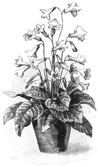 Fig. 150. Streptocarpus hybridus.