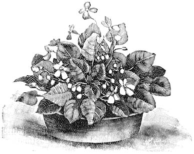 Fig. 151. Saintpaulia ionantha.