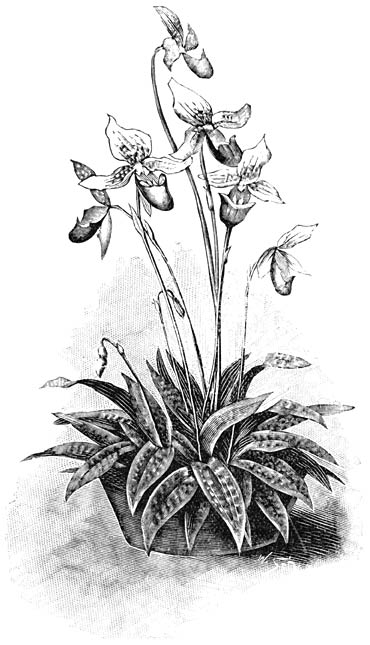 Fig. 155. Cypripedium barbatum.