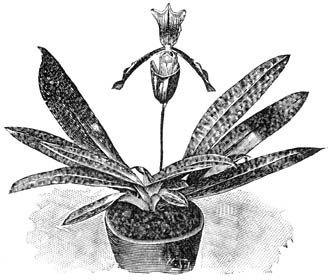 Fig. 156. Cypripedium Siebertianum.