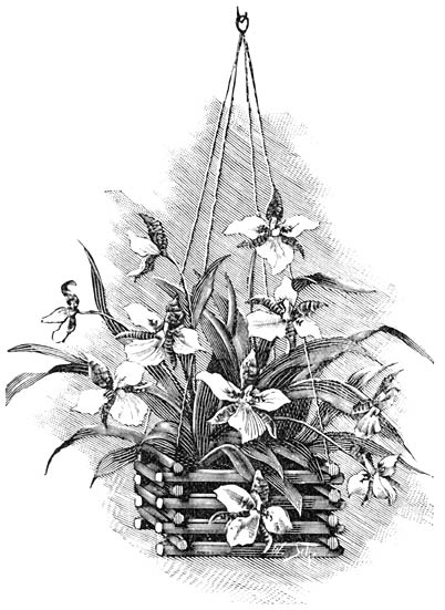 Fig. 157. Odontoglossum Rossii majus.