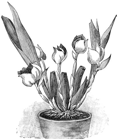 Fig. 158. Anguloa Clowesii.