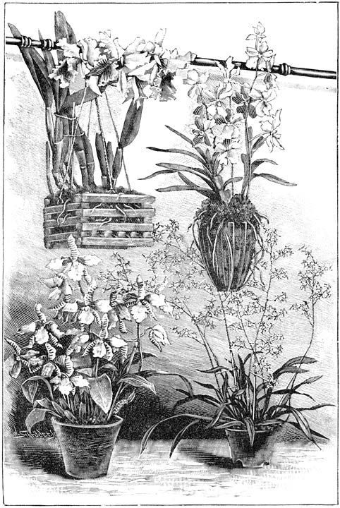 Fig. 160. Orchideeën.